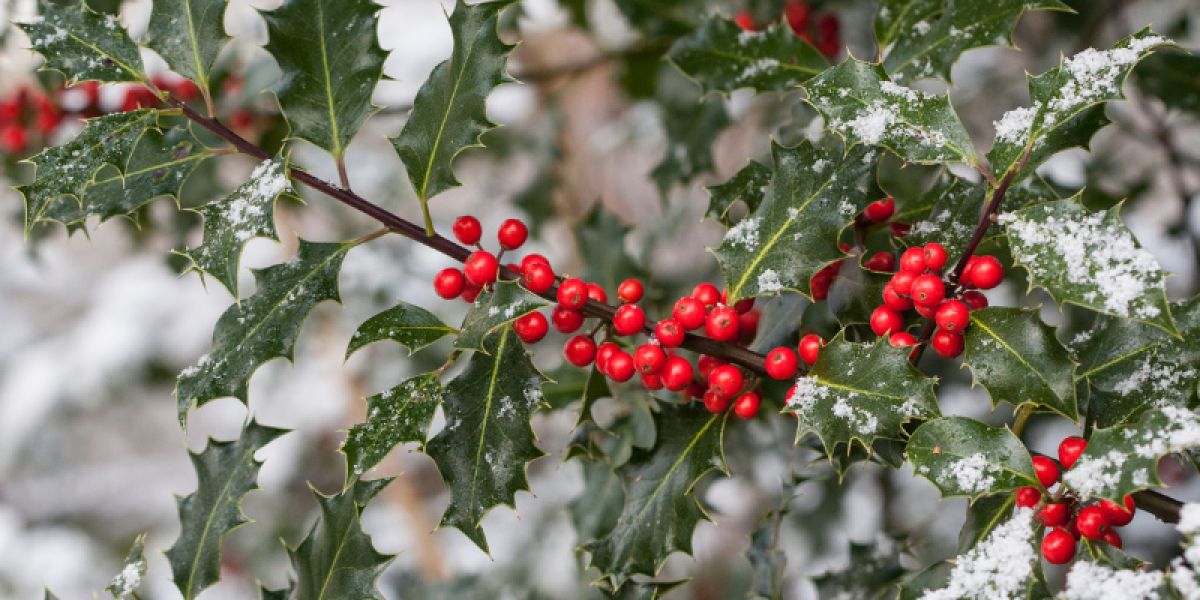 Holly berries on a bush.