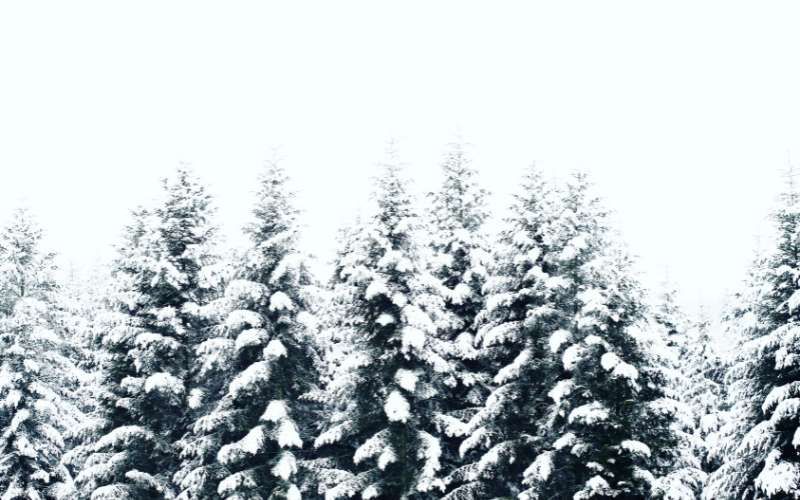 A group of pine trees covered in snow.