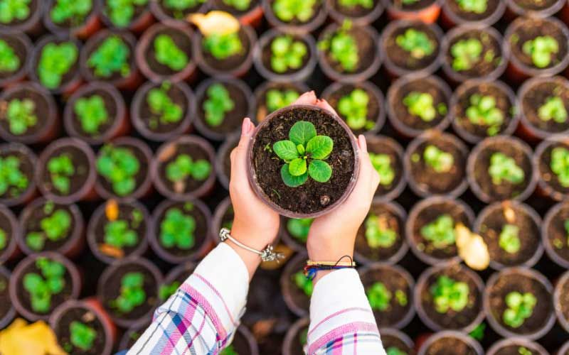 Person holding a seedling in a pot.