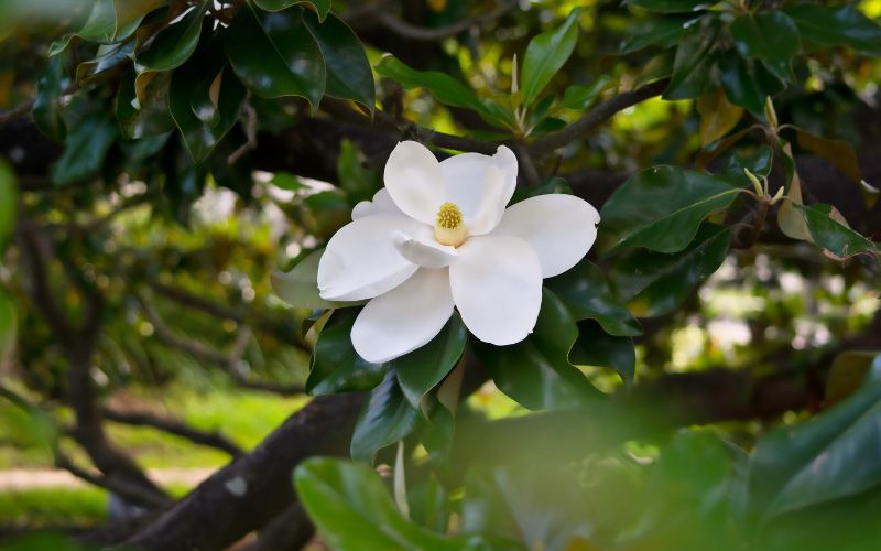 Southern magnolia tree.