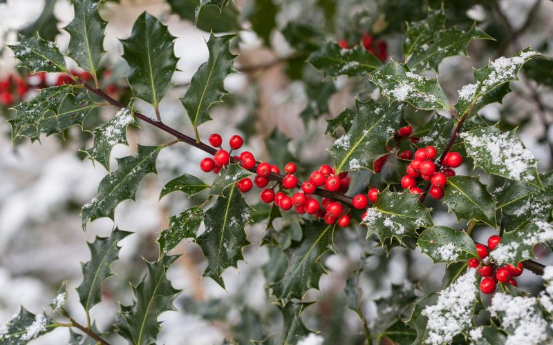 Holly berries on a bush.