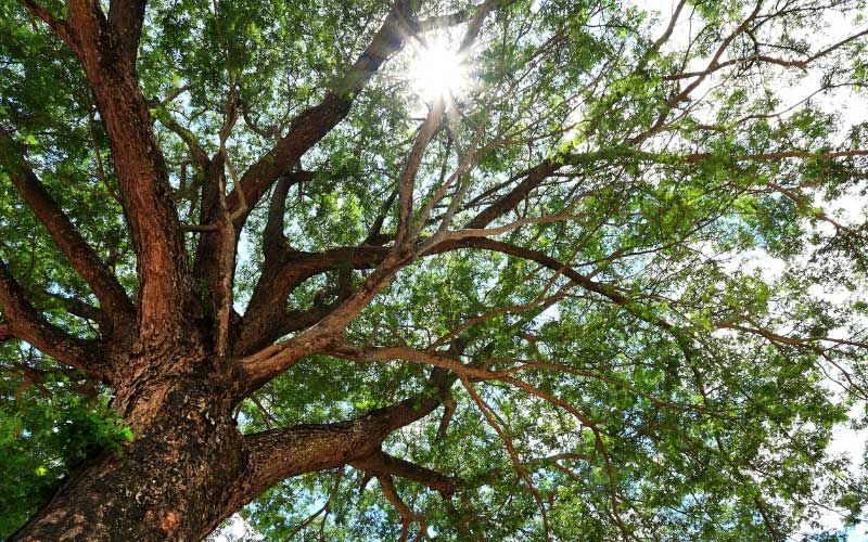 Branches of a large shade tree.
