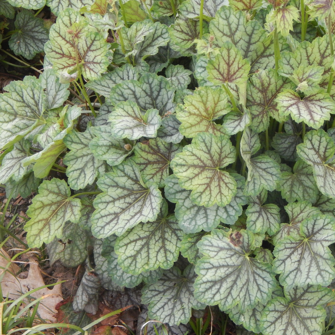 Coral bells