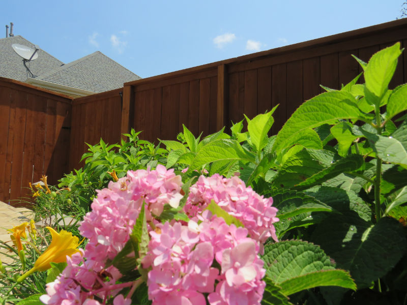 Beautiful healthy flowers thriving in a landscaped flower bed.