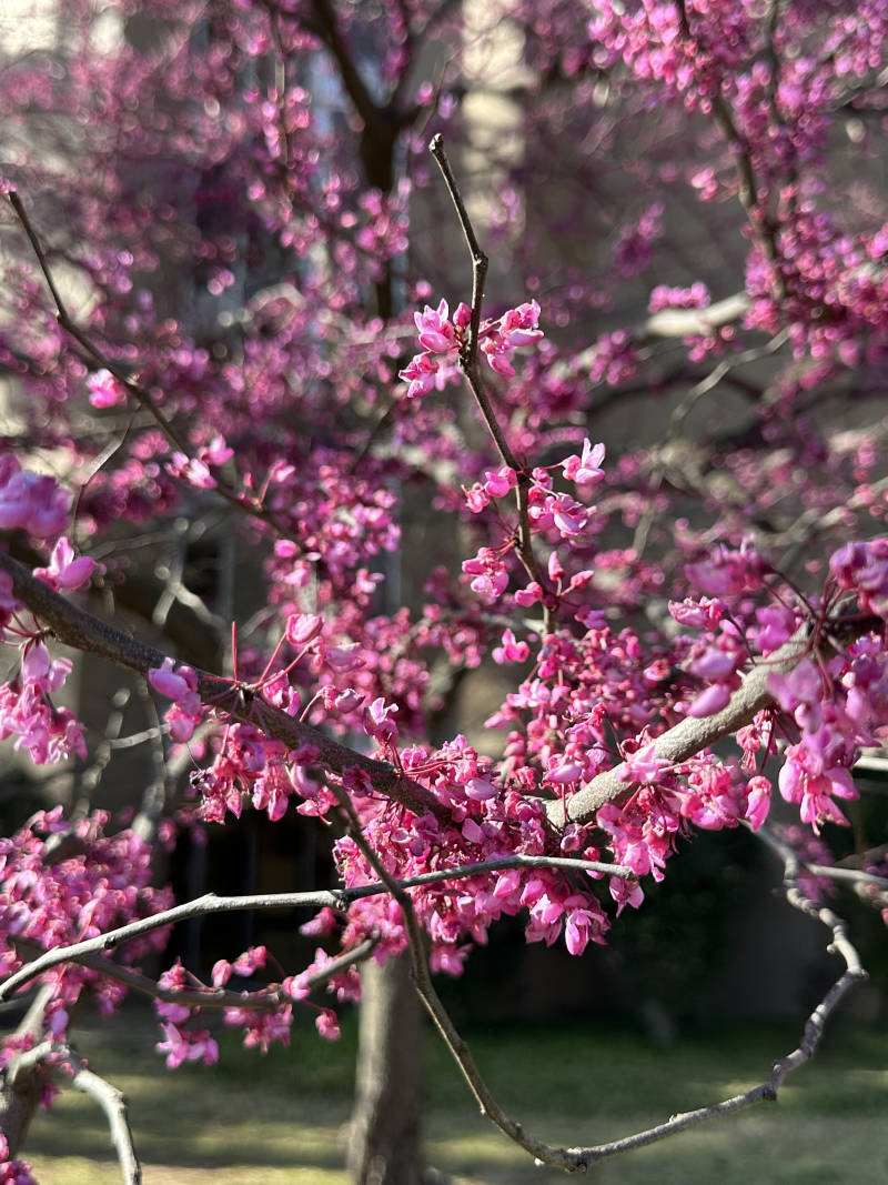 A tree showing pink spring blooms.