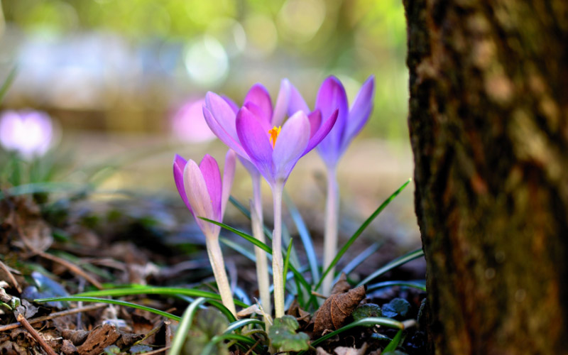 Flowers sprouting in the midsouth in early spring.