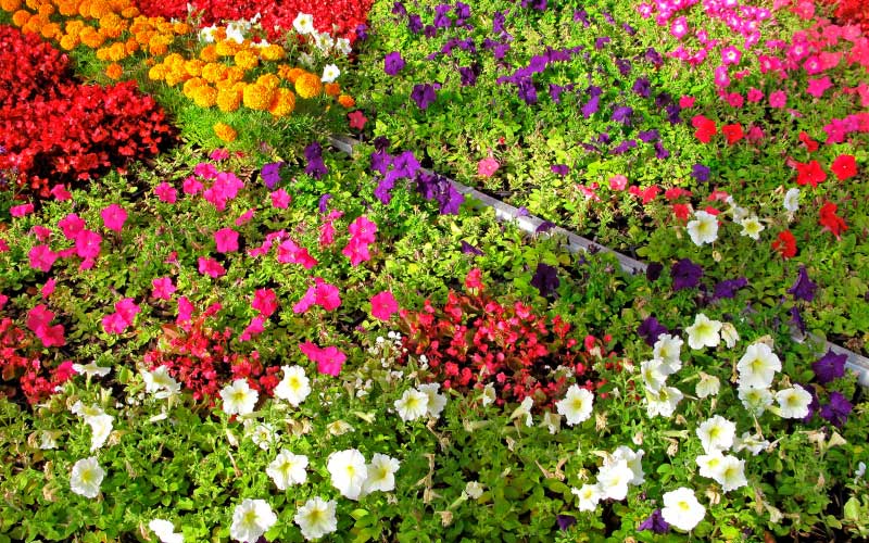 Flowerbed of annual flowers.