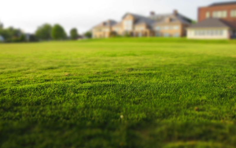 Closeup of green lush healthy lawn with home in the background.