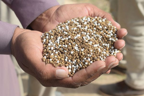 A landscaper holding lawn fertilization grains.