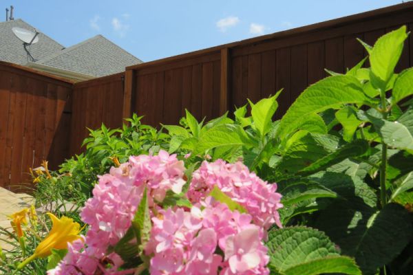 Beautiful healthy flowers thriving in a landscaped flower bed.