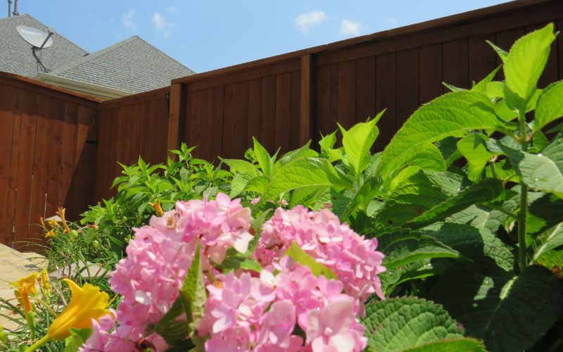 Beautiful healthy flowers thriving in a landscaped flower bed.