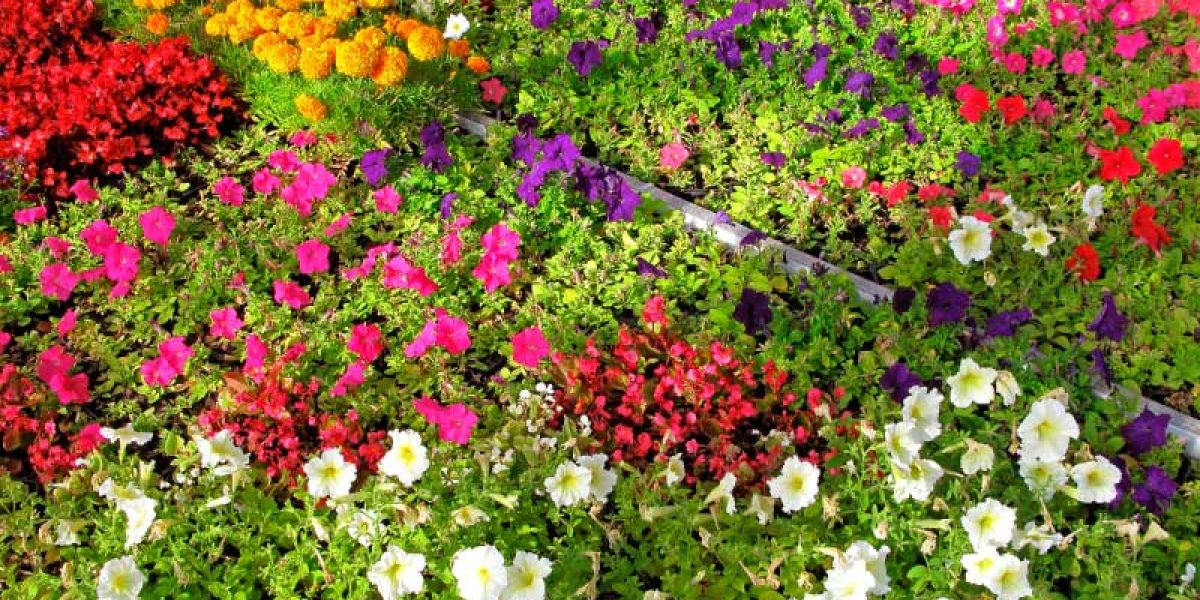 Flowerbed of annual flowers.