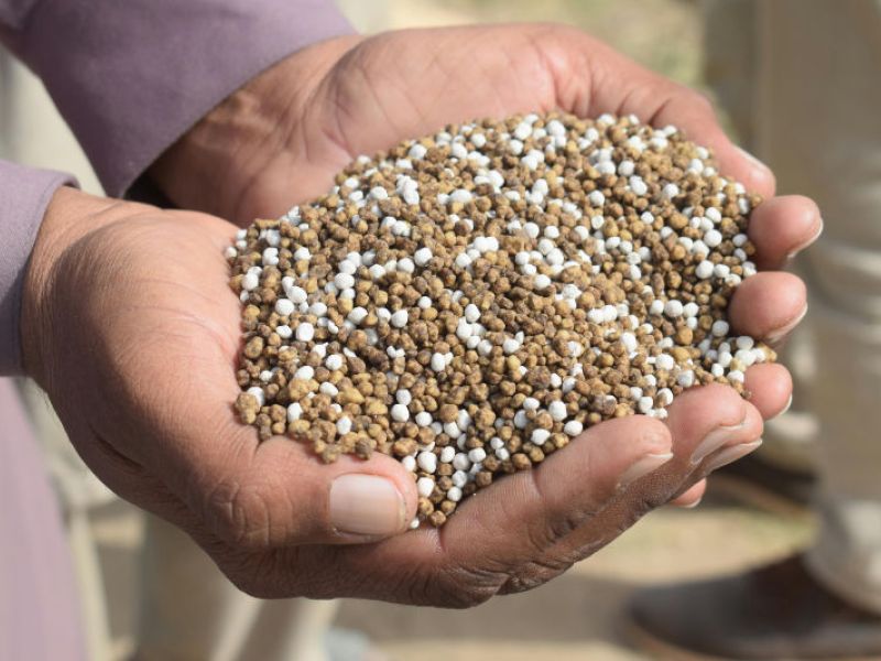 A landscaper holding lawn fertilization grains.