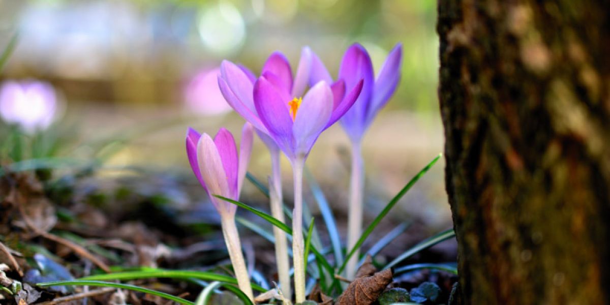 Flowers sprouting in the midsouth in early spring.