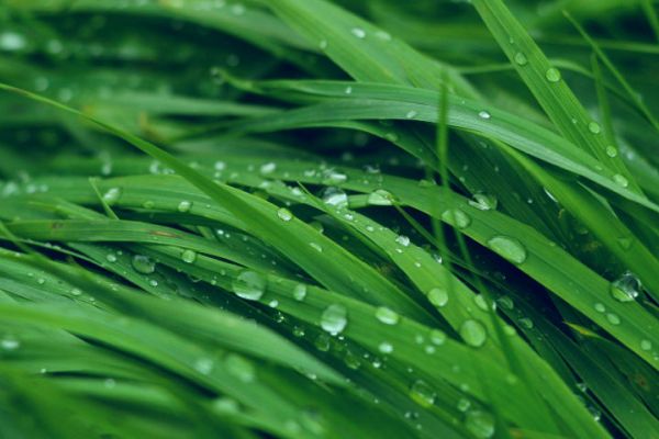 Closeup image of turf grass after lawn spray.