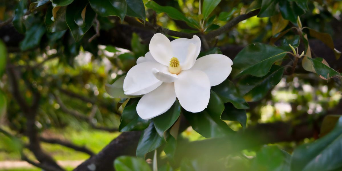 Southern magnolia tree.