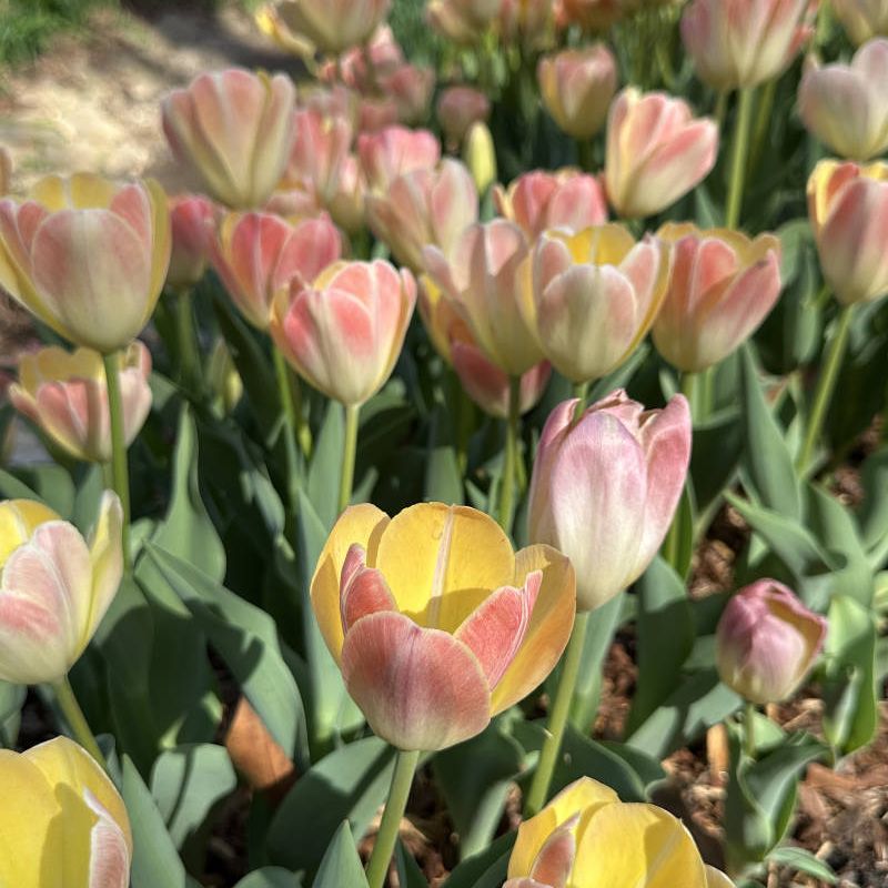 A healthy grouping of tulips in a planter.