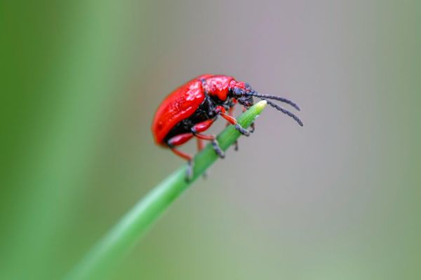 Red lily beetle up close and personal.