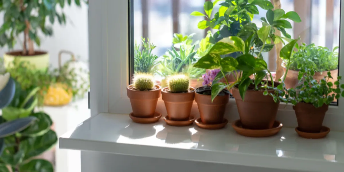 Indoor potted plants.