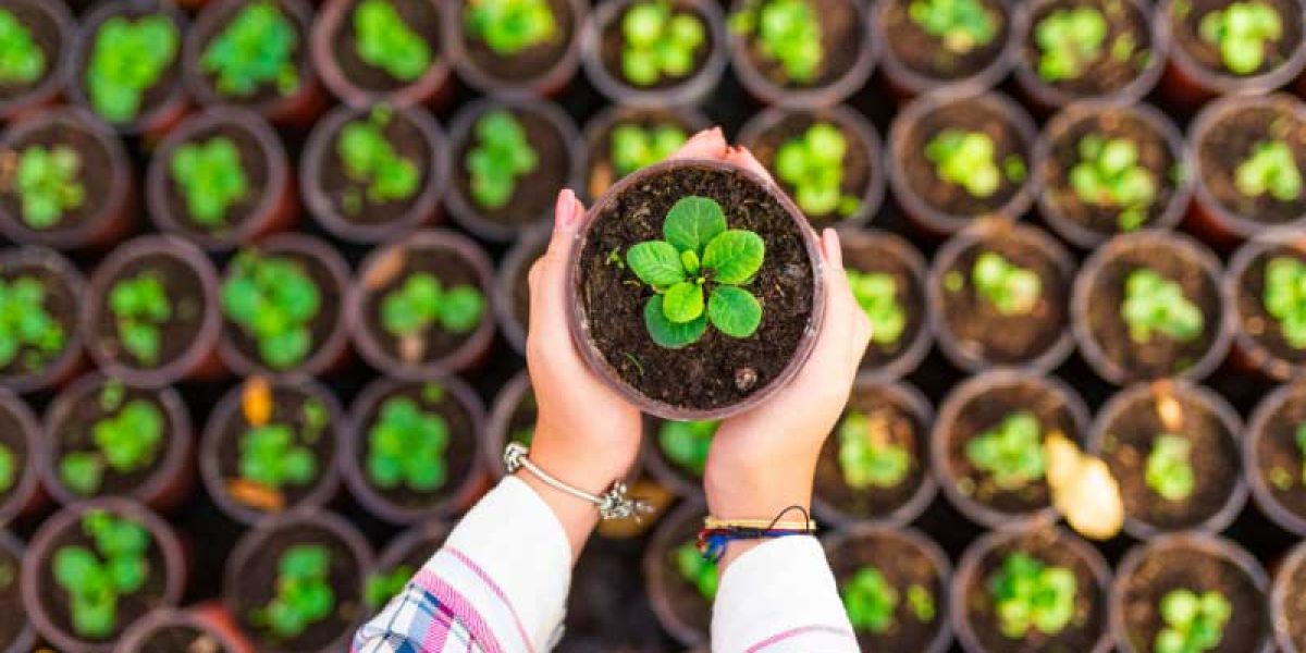 Person holding a seedling in a pot.