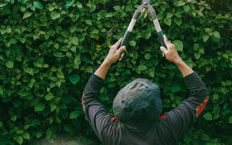 A lawn maintenance team member is pruning shrubs.