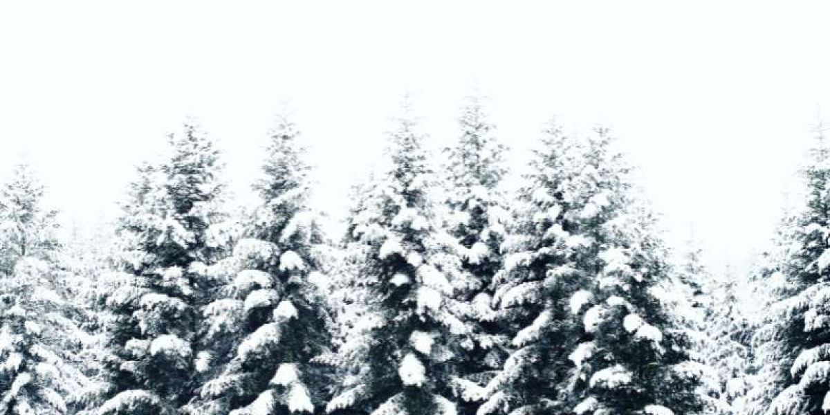 A group of pine trees covered in snow.