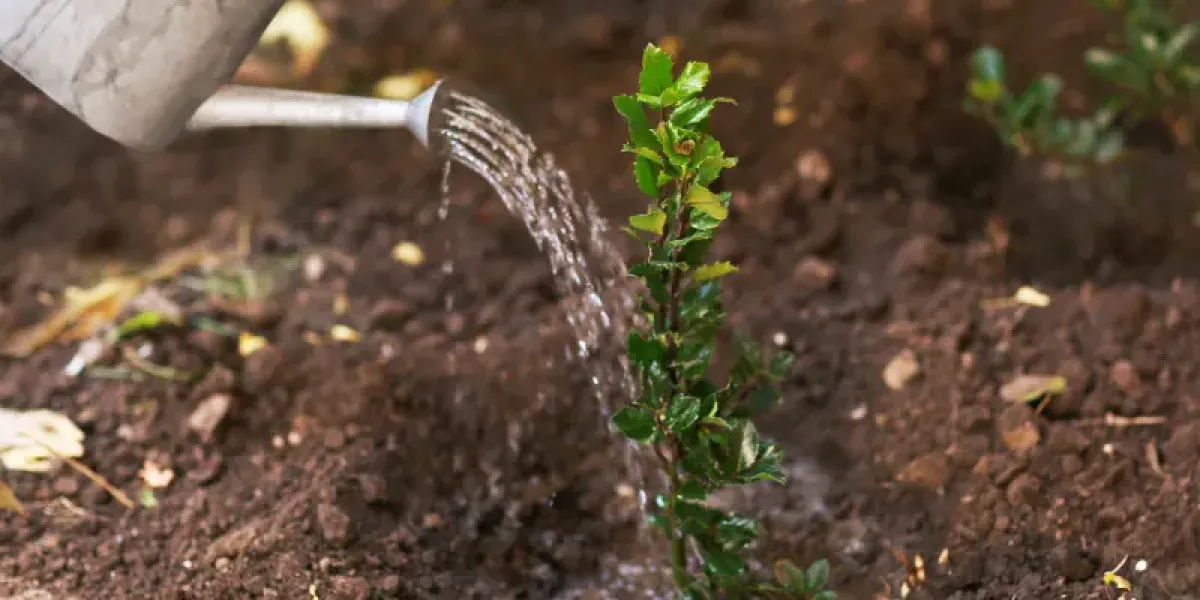 Small plant being watered.