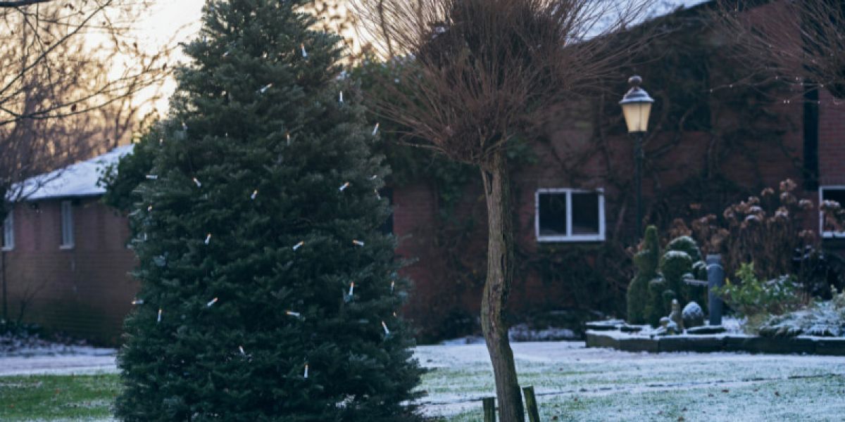 Trees during the winter in a backyard.