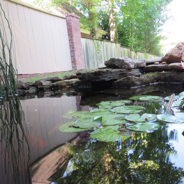 Closeup of a custom water lilly and Koi pond hardscape.