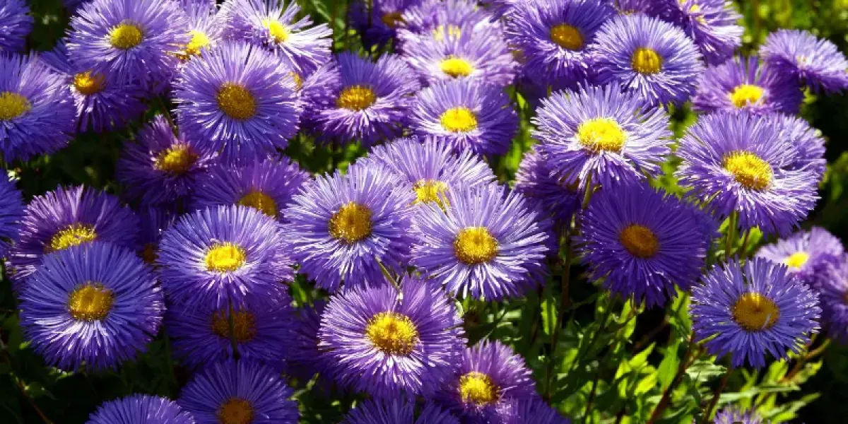 Purple aster flowers.