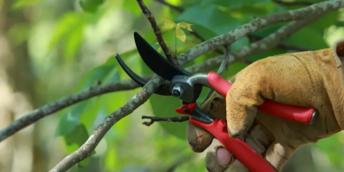 Person pruning a tree.