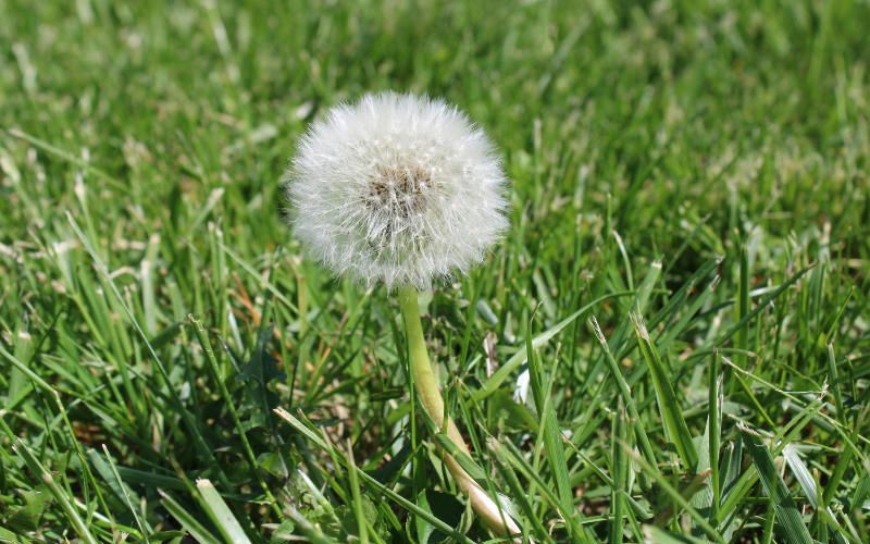 Close-Up of Dandelion Puff in Green Grass.